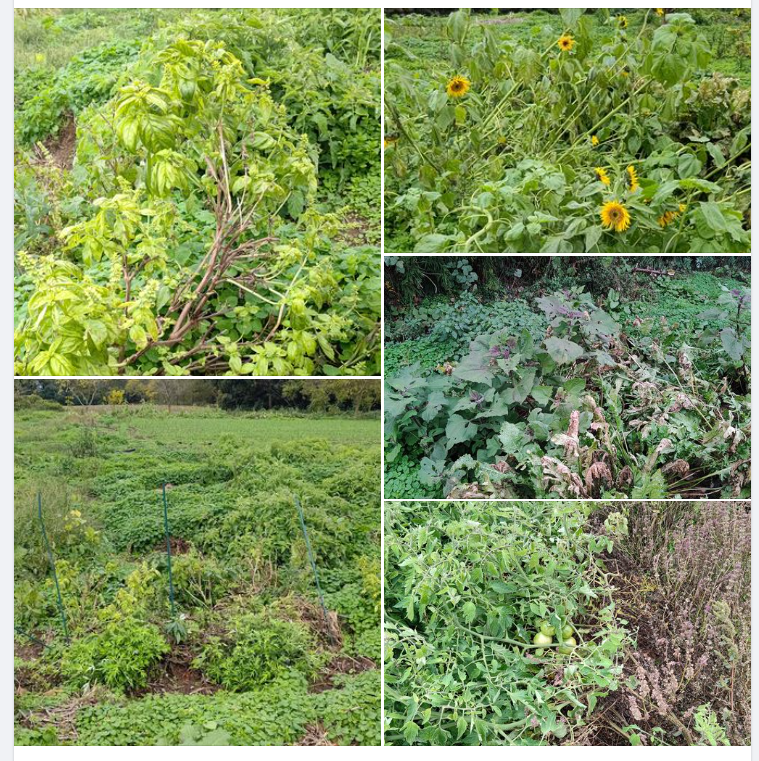 実証試験を兼ねているので無理にいじらないで様子を見てます-2023-11-25