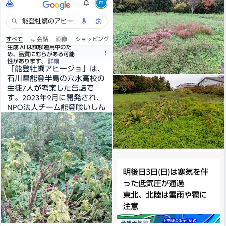 スイートバジルの栽培は初めてでしたが、思っていたよりも寒さに強いです-2023-12-02