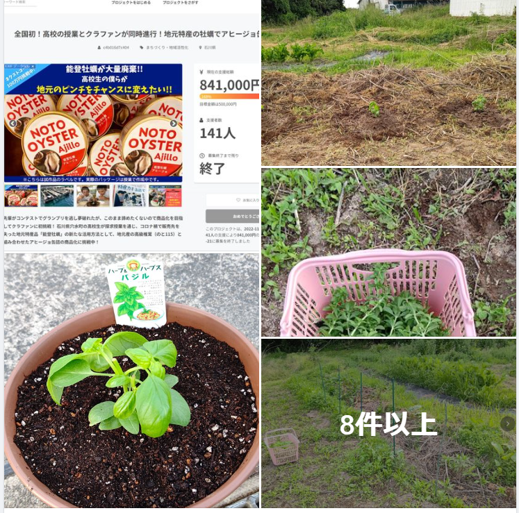 今年から栽培を始めたスイートバジルについて簡単にまとめました-2023-12-06