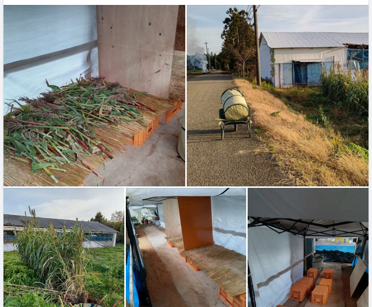 スイートソルガムを来年使う種を取る目的で収穫してました-2023-12-07