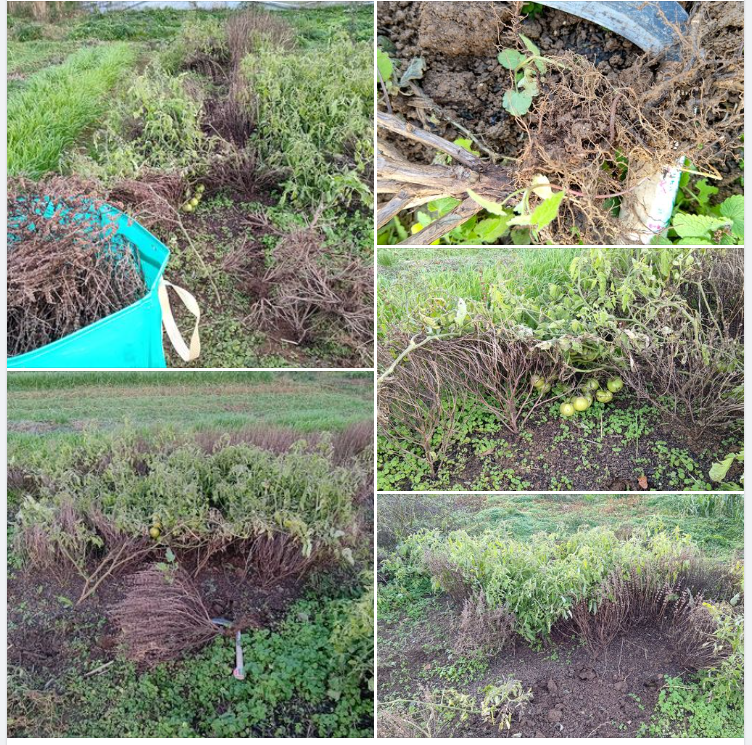 ホーリーバジルはスイートバジルと違ってすっかり枯れました-2023-12-07