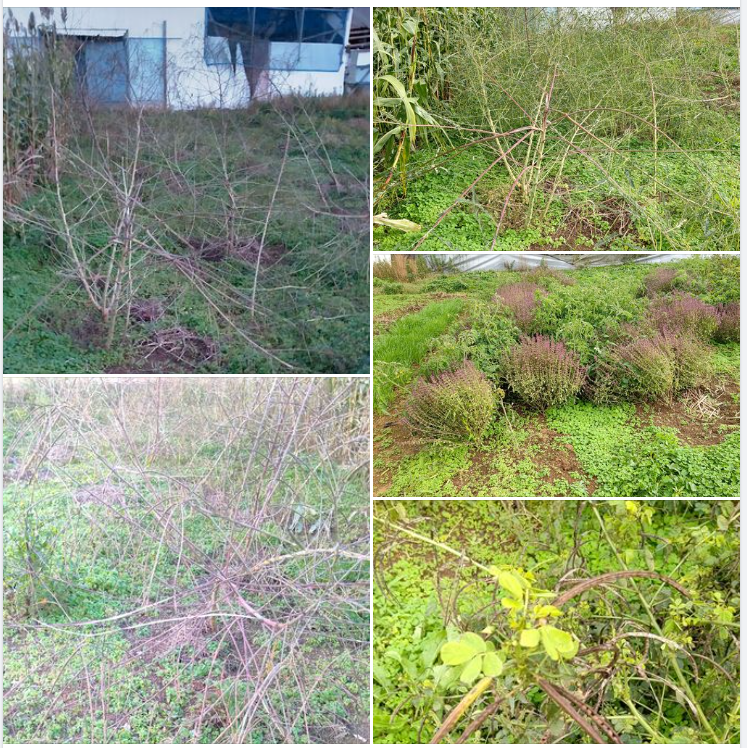 これはセスバニアという水はけが悪いところでも根が地中深く入るマメ科の緑肥作物です-2023-12-07