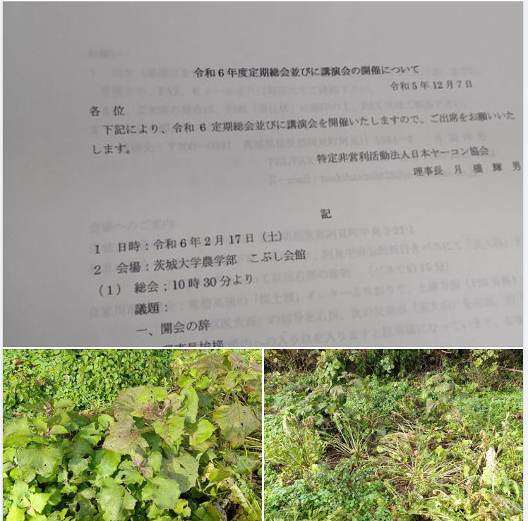 来年の2月に日本ヤーコン協会の総会と勉強会で茨城大学農学部に行ってきます-2023-12-10