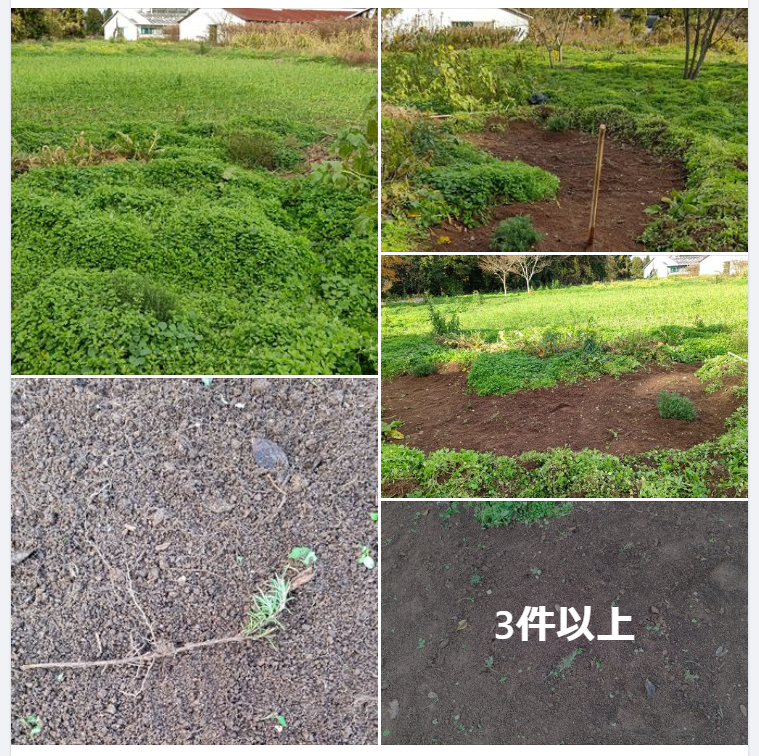 ローズマリートスカナブルーが越冬できるように雑草に埋もれていたので整地しました-2023-12-13