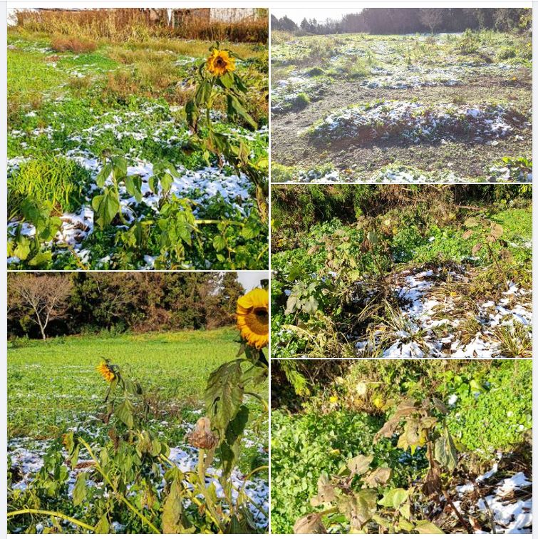 横浜中華街のヒマワリの花はいつ枯れるんだろう?-2023-12-18
