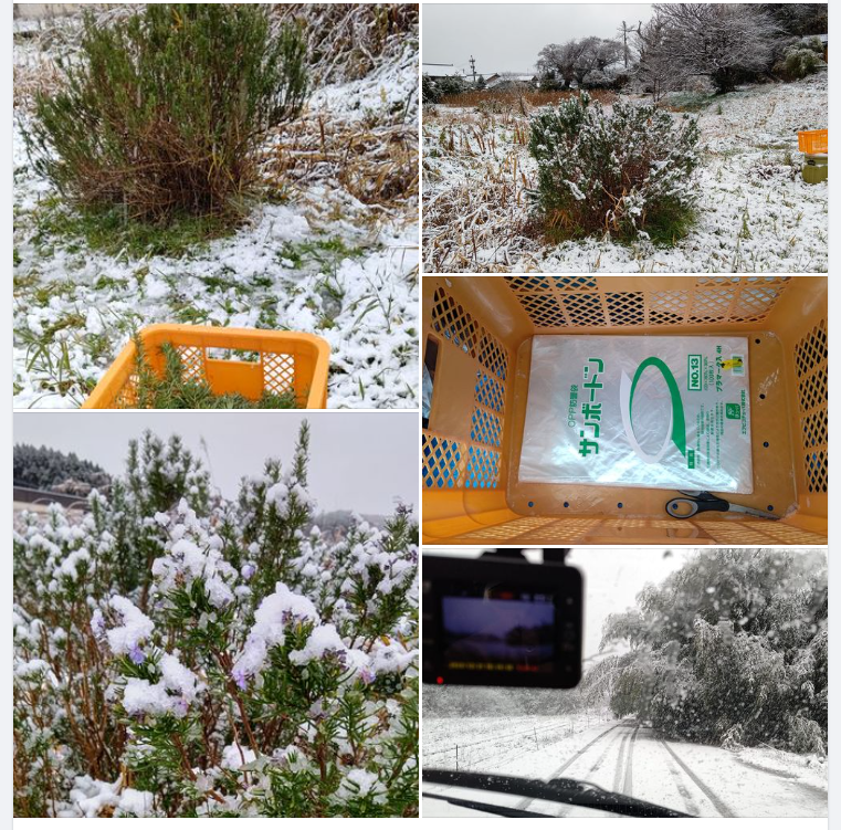 クリスマスの飾りつけ用にローズマリーを切り取りました-2023-12-21