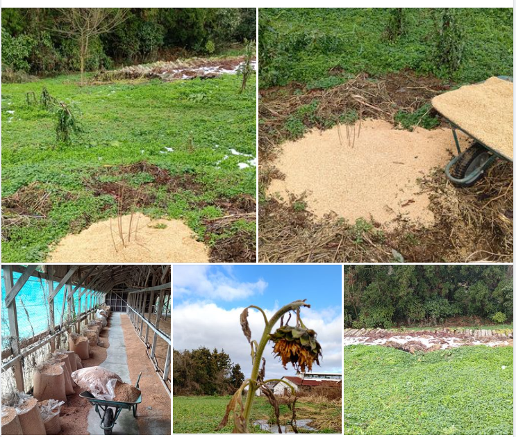 一日も早く日常を取り戻さないと。もみ殻で保温です-2024-01-12