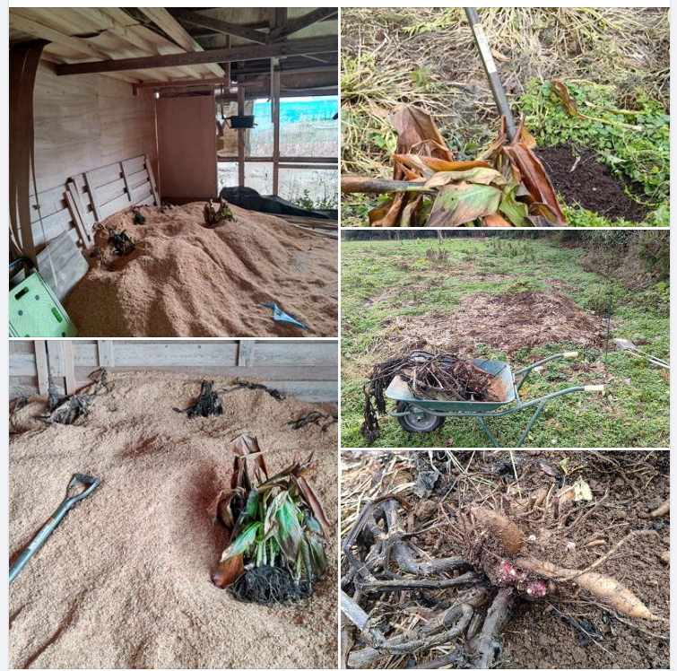 ヤーコンの種イモとカンナの球根を掘り上げて、もみ殻の中に保存-2024-01-15
