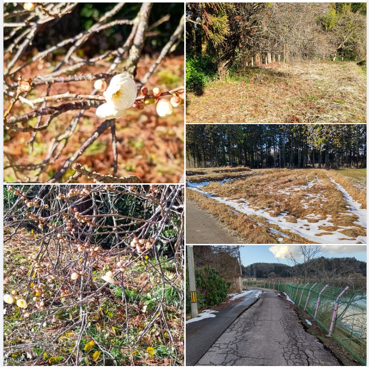 晴天で雪がかなり溶けたので、畑の状況を見てました-2024-01-29