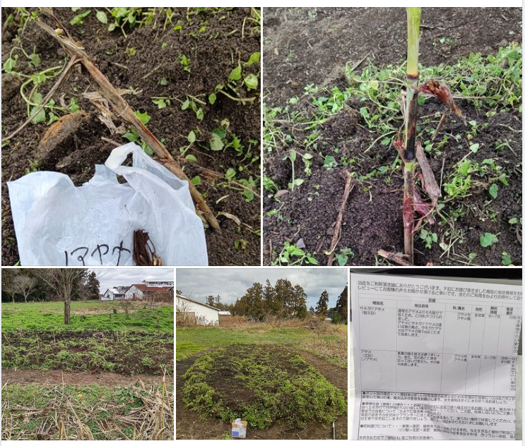 野アヤメとサキガケアヤメを10本ずつ埋め込みました-2024-02-09