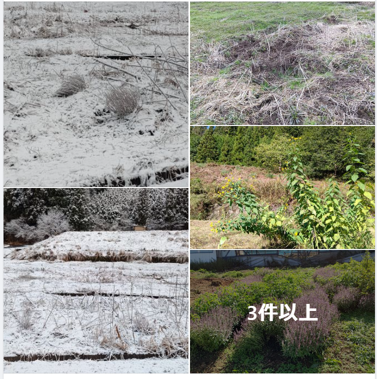 雪の朝になった。ホーリーバジルもイノシシ避けで使えそうです-2024-03-10