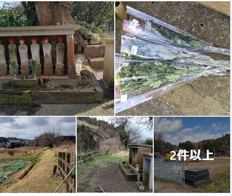 しょうぶの゙株は明日の午後にでも掘り起こします-2024-03-18