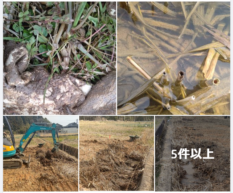 現場監督さんのご厚意に甘えて掘り起こしてもらいました-2024-03-19