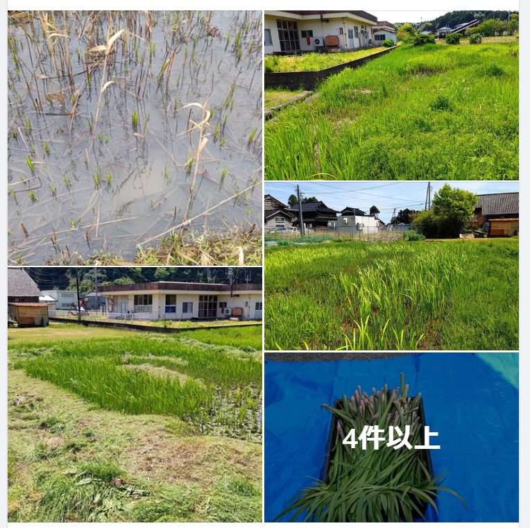 匂い菖蒲の芽が出てきました-2024-03-26