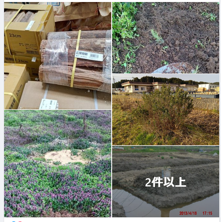 ローズマリーの冬越しは根腐れで1株失敗しました-2024-03-30