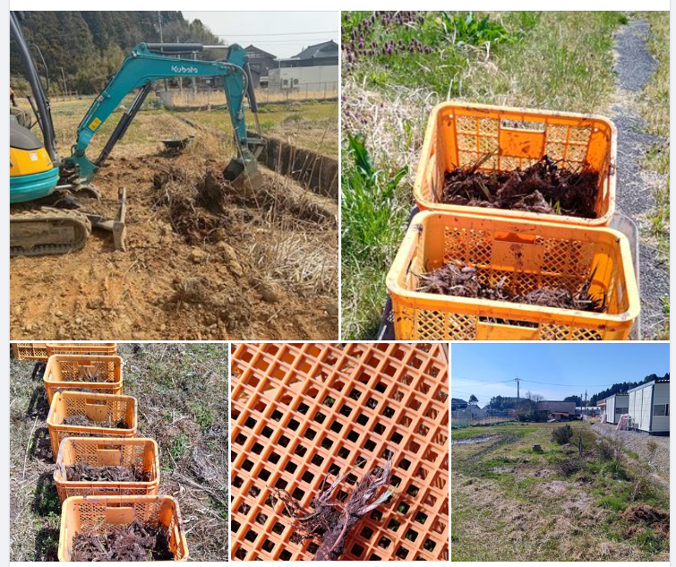３月19日に掘り起こしてもらった匂い菖蒲の株のかたまりを鎌で小分けして運んでます-2024-04-12
