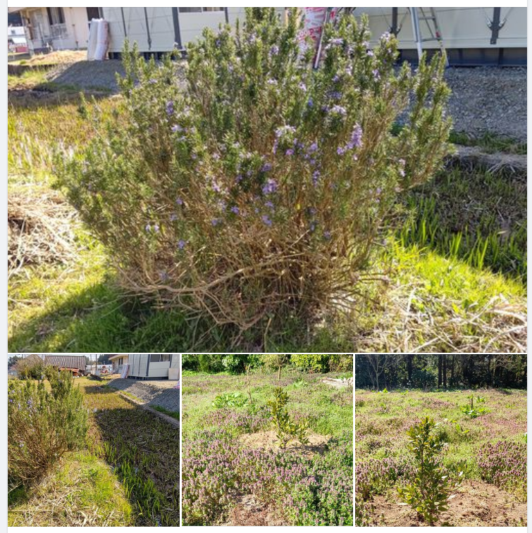 ローズマリーは花が咲いてますが、この場所は今年のクリスマスで終わりにします-2024-04-12