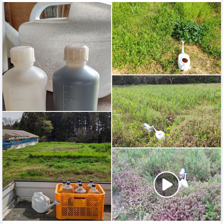 今日は春の追肥をＭＫ菌を使ってしました-2024-04-16