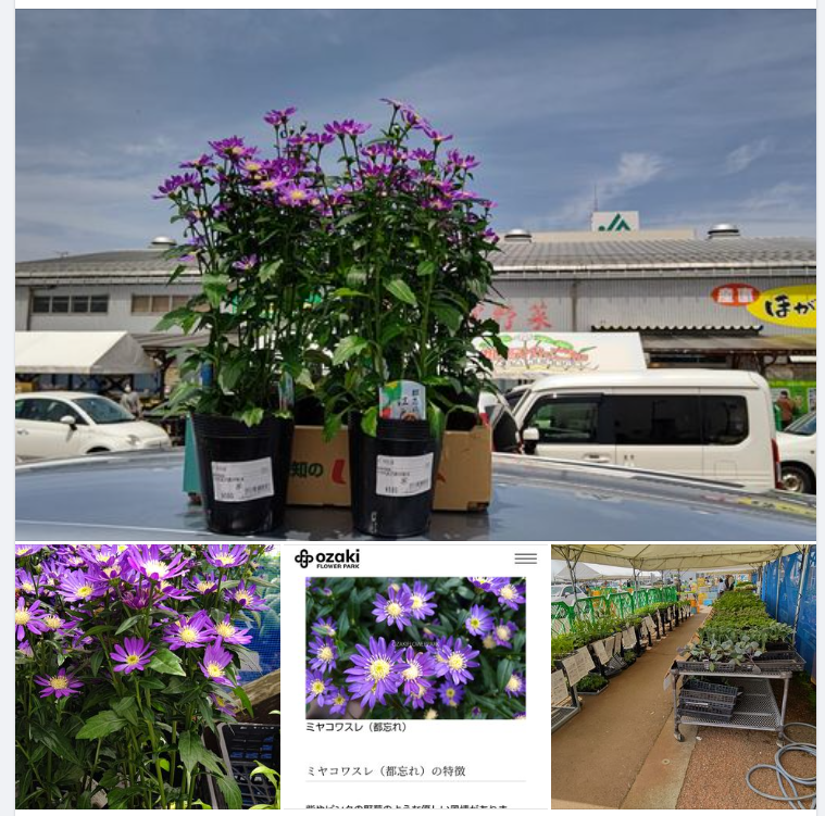 ミヤコワスレを金沢のほがらか村で買ってみました-2024-04-26