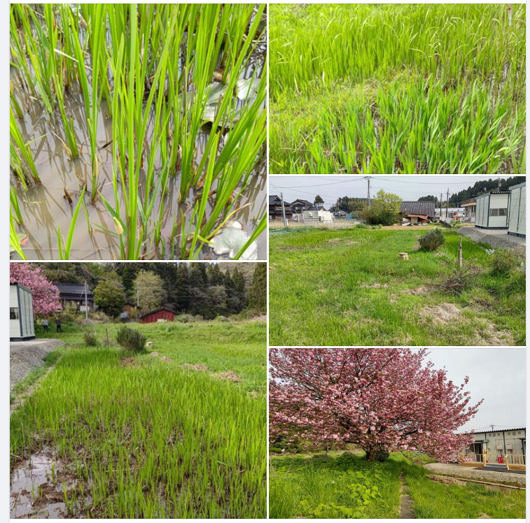匂い菖蒲の花は咲いてますね。長い葉は50cmほどです-2024-04-26