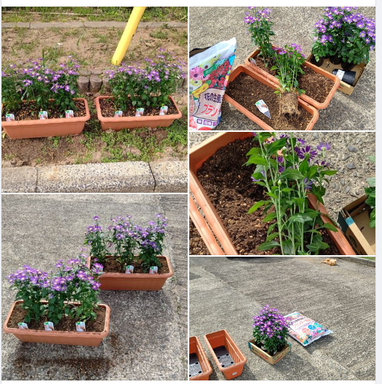 ミヤコワスレの株をプランターに移しました-2024-04-26