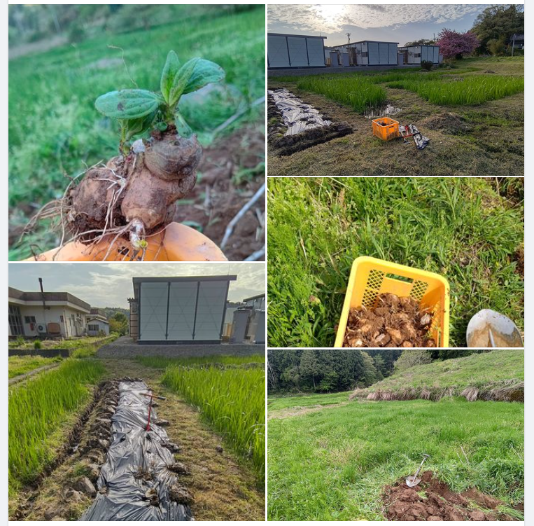 芽が出たばかりのキクイモの苗です-2024-04-27