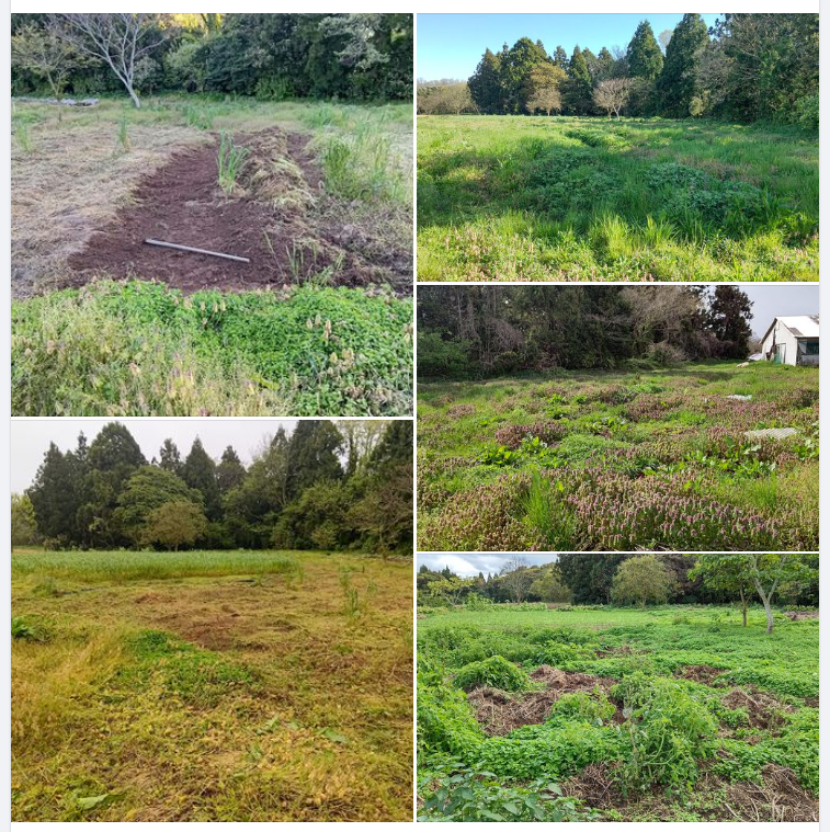 これでイノシシが侵入しなければイノシシ避けの仕組みは完成です-2024-05-03