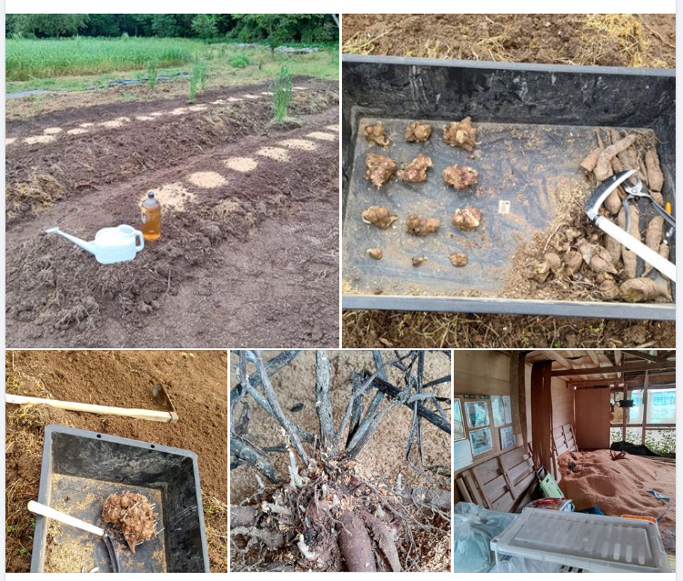 昨日雨が降った後でヤーコンの種イモを畑に埋めました-2024-05-08