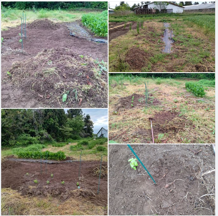 すぐにできることだけコツコツと。バジルの栽培エリアの整地です-2024-05-08