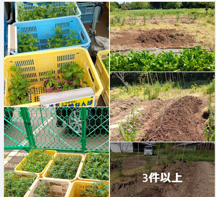 とうがらしの剣崎なんば3苗など購入-2024-05-09
