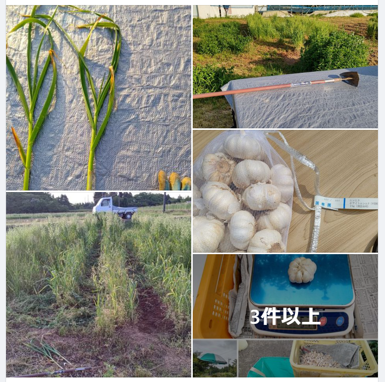 一般的なにんにく栽培と違うのでこれからどうなるか誰も知りません-2024-05-10