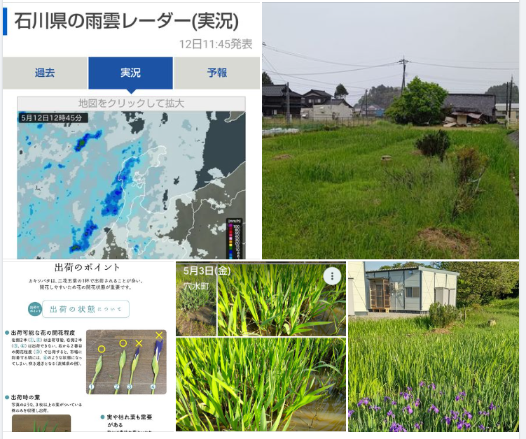 端午の節句のしょうぶ湯で使うのと生け花で飾るのとでは規格が全然違うので教わってます-2024-05-12