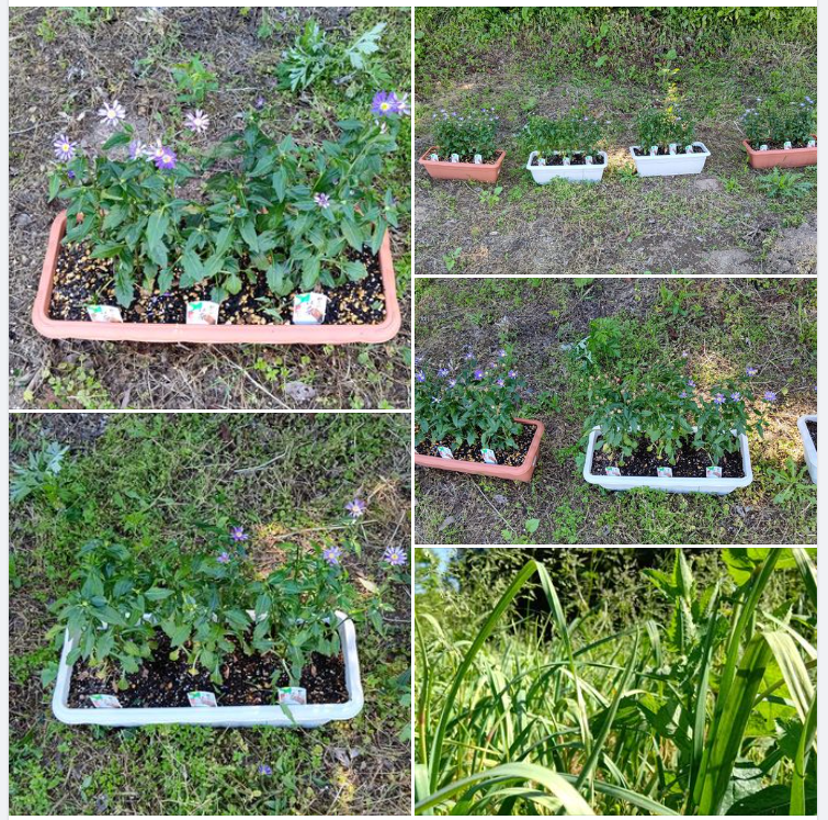 ミヤコワスレの花がら摘み-2024-05-14