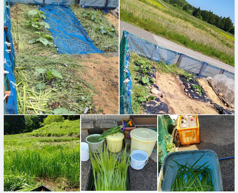 捨てるはずの葉菖蒲の使い道に気づきました。かぼちゃの敷きワラ代わりです-2024-05-16