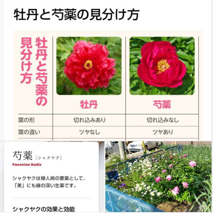 花の有機栽培は難易度が高いので、今まで手をつけませんでした-2024-05-17