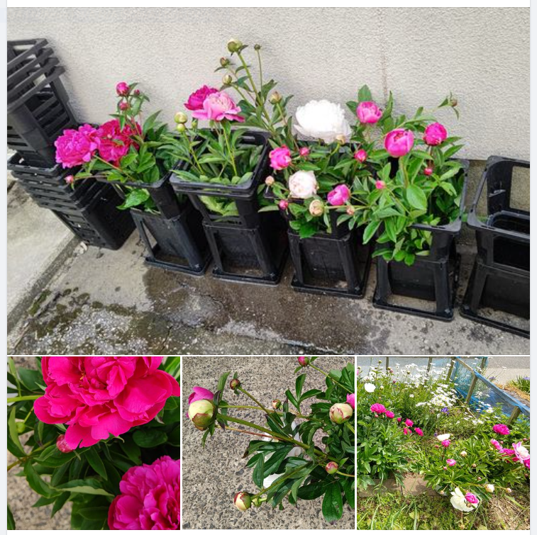 我が家の家庭菜園の芍薬(シャクヤク)を届けました-2023-05-19