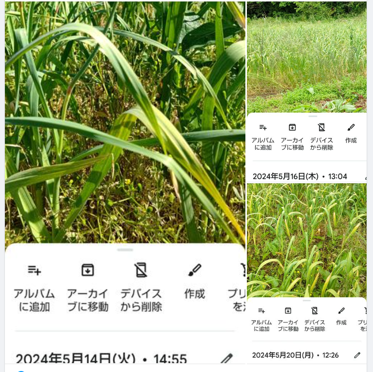 5月14日まではまっすぐでした-2024-05-20