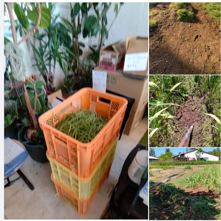 実際にやってみて長ネギの栽培方法が応用できそうな気がしました-2024-05-22