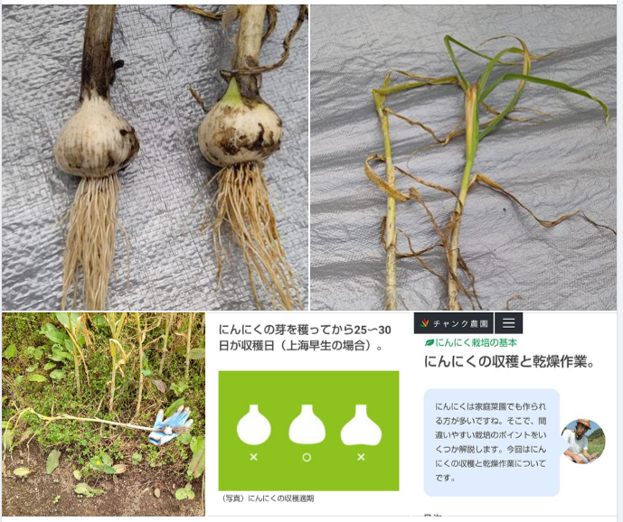 にんにくが収穫適期かどうか見るために試しにぬいてみました-2024-06-02