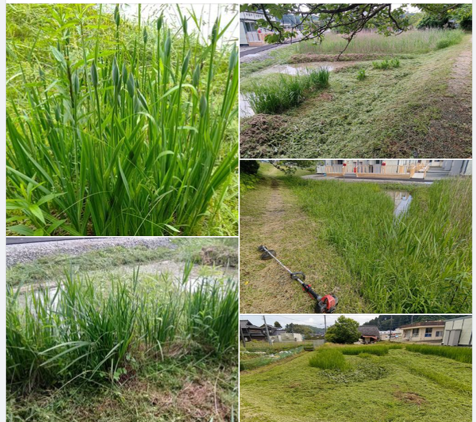 夜勤明けで草刈り-2024-06-02