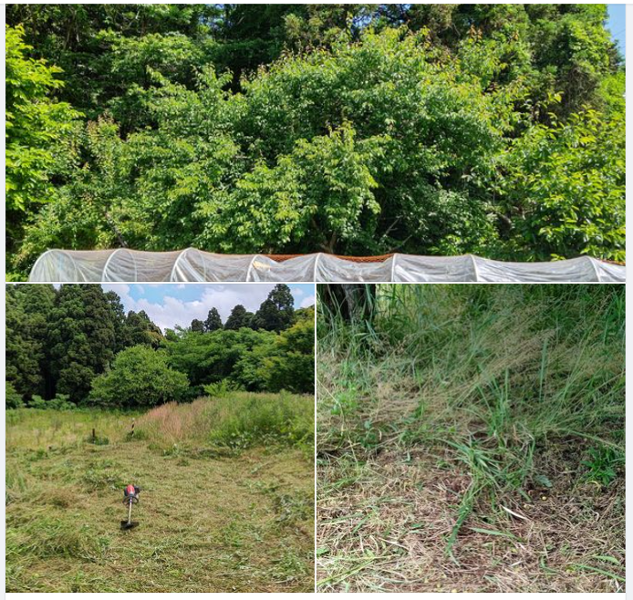 全然梅の木についていない-2024-06-03