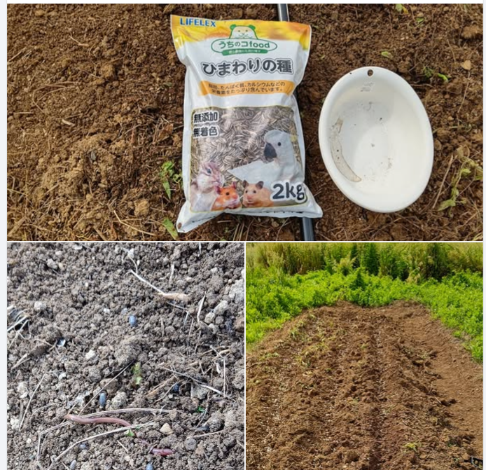 雨が止んだ。ひまわりの種まきしました-2024-06-04