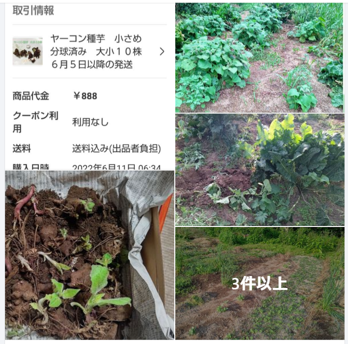 現在栽培しているヤーコンは2022年6月11日に千葉県のふ～ちゃんファームさんからメルカリ便で買った在来種です-2024-06-09