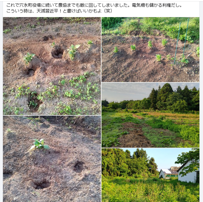 イノシシが歩き回った跡があちこちにありますが、畑の中を掘り起こした形跡はありませんでした-2024-06-09