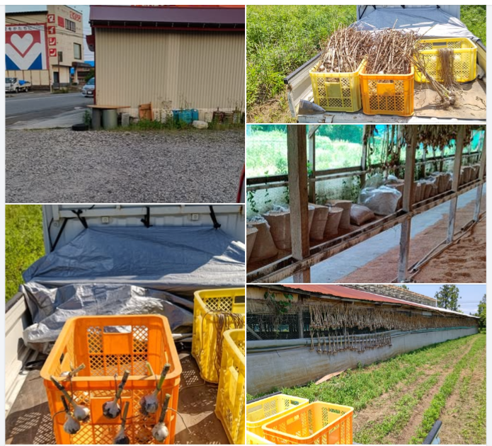 見本で生にんにくを森本石油さんに届けましたが、いくらで売ればいいのか値段が分からん-2024-06-11