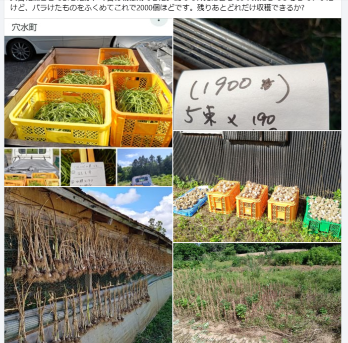 ５月21日に、ニンニクの芽を収穫したときは葉が青々としてたんだが-2024-06-11