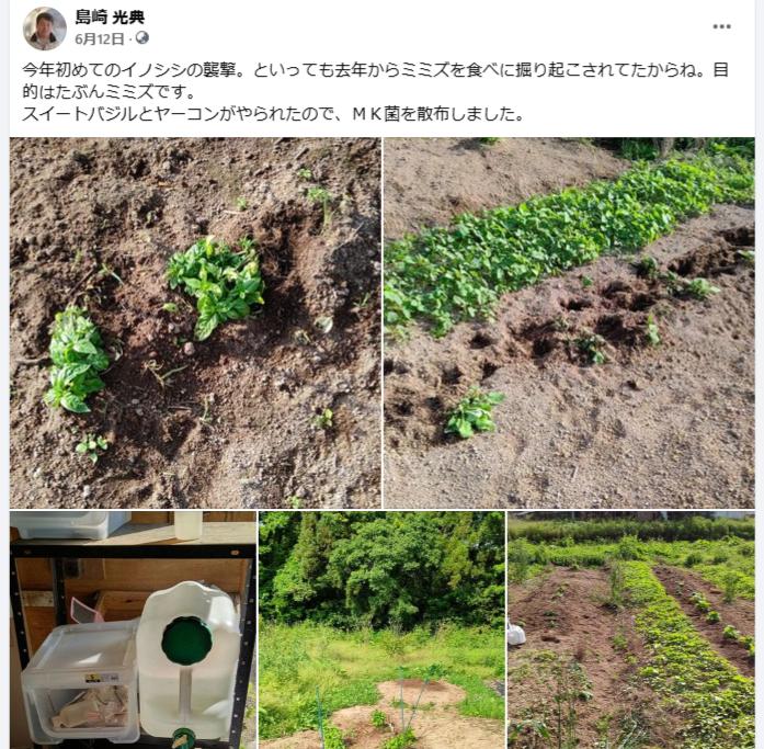 今年初めてのイノシシの襲撃-2024-06-12