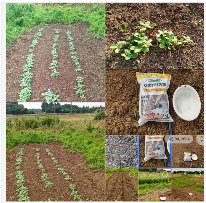 今年のひまわりの種-2024-06-16