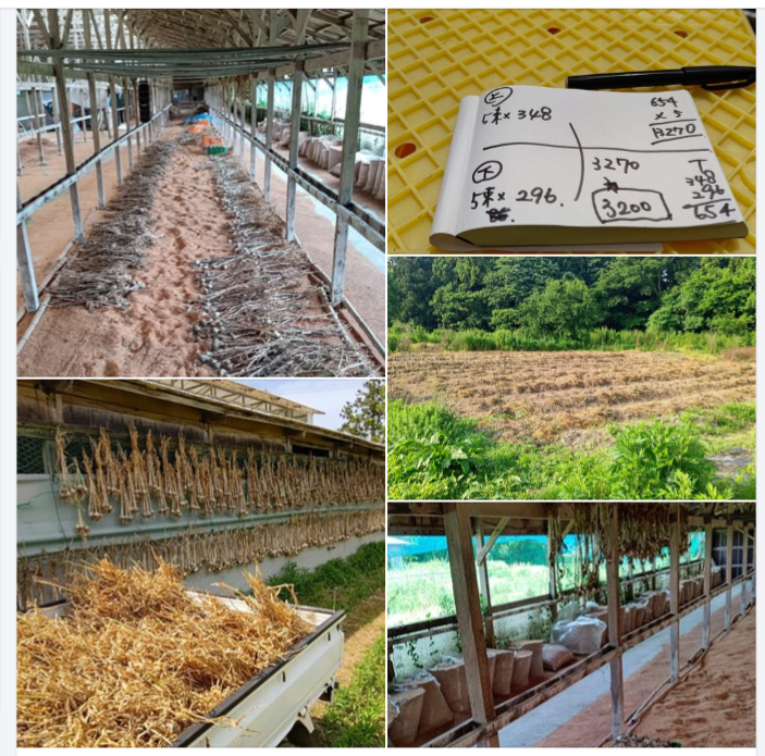 明日から本格的に梅雨空になりそうなので、収穫したにんにくを倉庫の中に移しました-2024-06-17