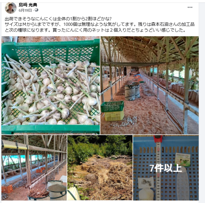 出荷できそうなにんにくは全体の1割から2割ほどかな?-2024-06-19